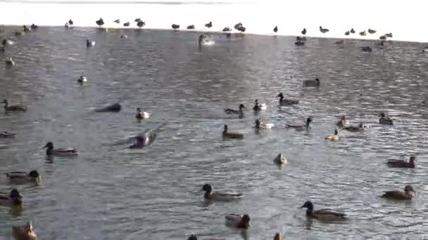 Parktaki bir gölette ördek ve güvercin sürüsü. — Stok video