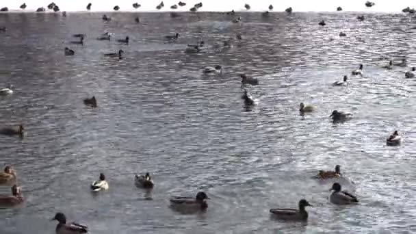 En flock ankor och duvor på en damm i parken — Stockvideo