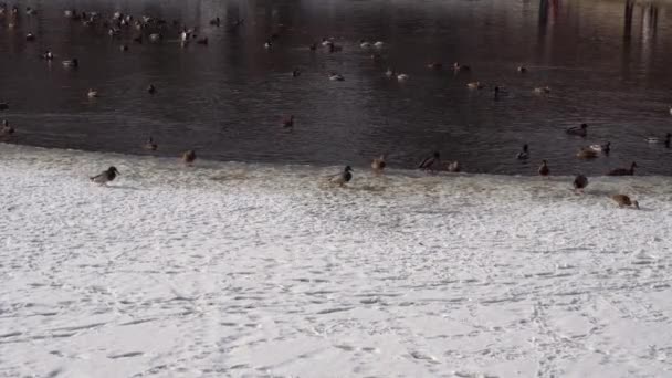 Una bandada de patos y palomas en un estanque en el Parque — Vídeos de Stock