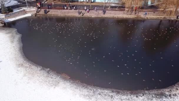 Eine Entenschar ruht auf einem zugefrorenen Teich im Park — Stockvideo