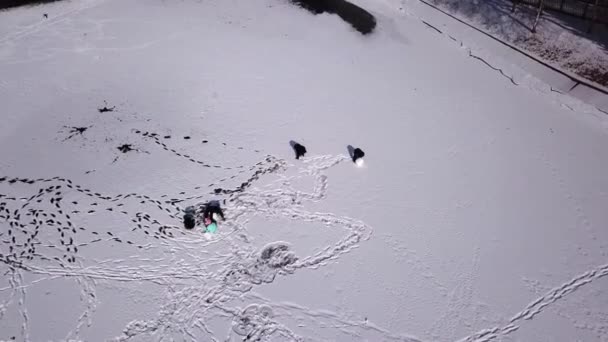 Uno stormo di anatre riposa su uno stagno ghiacciato a Park — Video Stock