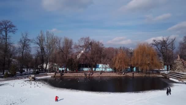 Стая уток покоится на ледяном пруду в парке — стоковое видео