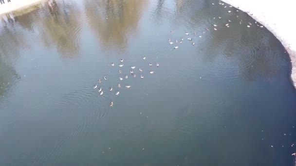 Um bando de patos repousa sobre uma lagoa gelada no Parque — Vídeo de Stock