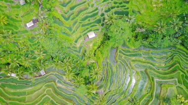 Havadan pirinç teraslarının manzarası.
