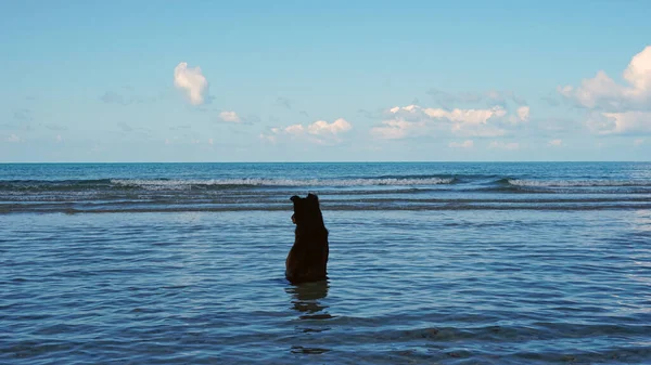 Köpek denizde oturur ve manzaranın tadını çıkarır.. — Stok fotoğraf