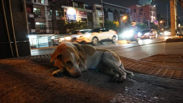Ο σκύλος είναι ξαπλωμένος δίπλα στο δρόμο. Τα αυτοκίνητα περνούν. — Φωτογραφία Αρχείου