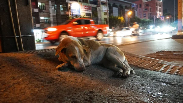 Ο σκύλος είναι ξαπλωμένος δίπλα στο δρόμο. Τα αυτοκίνητα περνούν. — Φωτογραφία Αρχείου