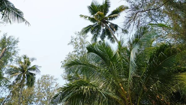 Groene palmbomen met kokosnoten op het strand. — Stockfoto