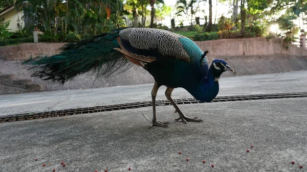 Peacock eats food on the road. Tropics.