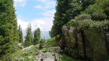 Dağların tepesindeki kozalaklı orman. Büyük bulut.