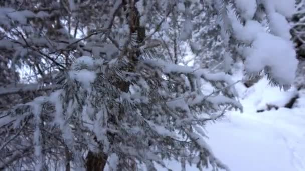 Horský les je celý pokrytý sněhem. — Stock video