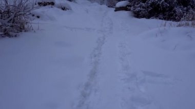 Dağ ormanları tamamen karla kaplı..