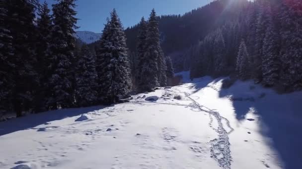 La forêt de montagne est entièrement recouverte de neige — Video