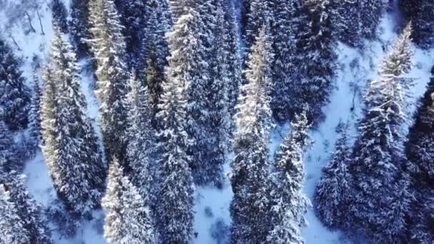 Floresta de montanha está completamente coberta de neve — Vídeo de Stock