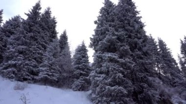 Dağ ormanları tamamen karla kaplı..