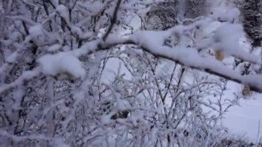 Dağ ormanları tamamen karla kaplı..