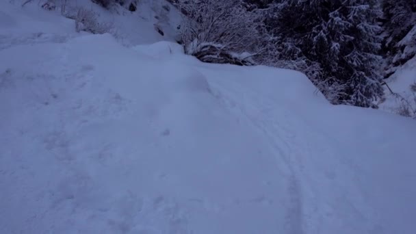 Bosque de montaña está completamente cubierto de nieve. — Vídeo de stock