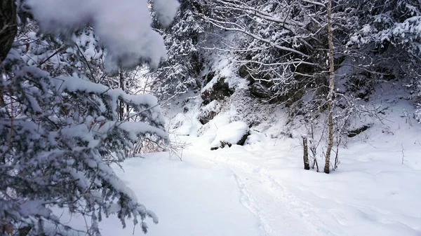 山の森は完全に雪で覆われている. — ストック写真