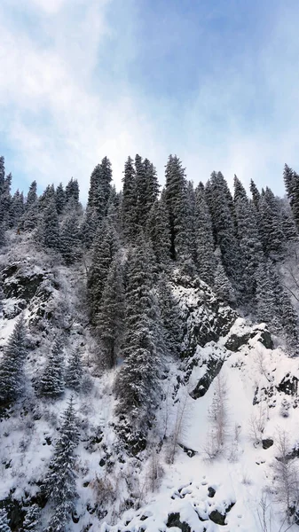 Горный лес полностью покрыт снегом. — стоковое фото