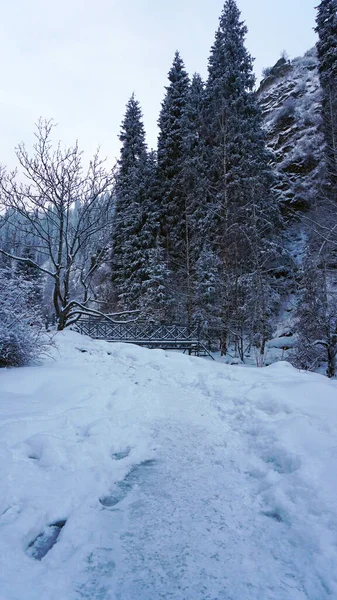 Górski las jest całkowicie pokryty śniegiem.. — Zdjęcie stockowe