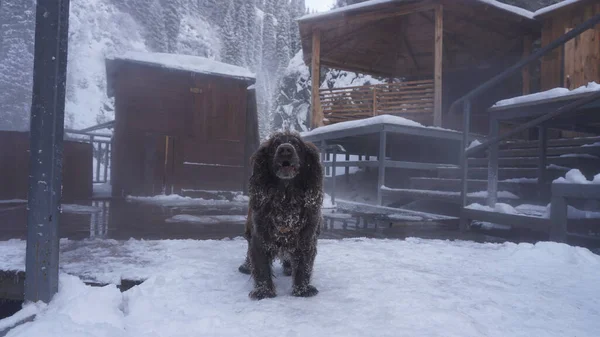 Hunting Dog Thermal Springs Steam River Snow Melts All Winter — Stock Photo, Image
