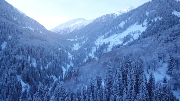 Una Maestosa Gola Innevata Con Abeti Montagna Alberi Alti Spazzolano — Foto Stock