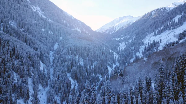 Una Maestosa Gola Innevata Con Abeti Montagna Alberi Alti Spazzolano — Foto Stock