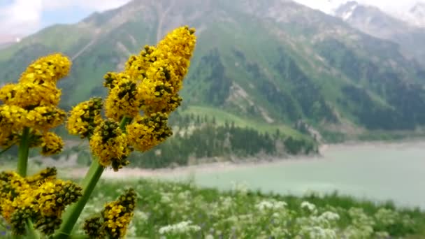 Stor Almaty sjö i bergen. Grön kulle. — Stockvideo