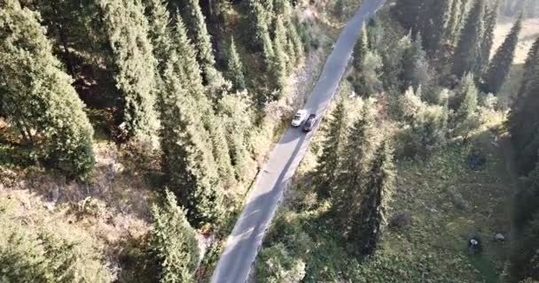 The car is driving on a road in the forest. Aerial — Stock Video