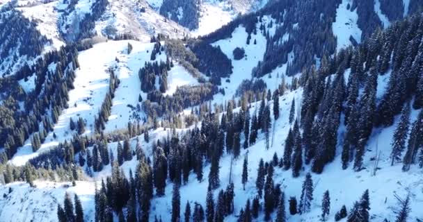 Zimowy las wysoko w górach. — Wideo stockowe