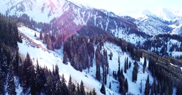 Forêt d'hiver en haute montagne. — Video