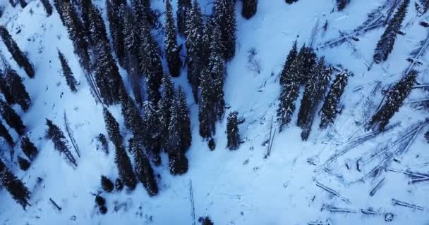 Forêt d'hiver en haute montagne. — Video