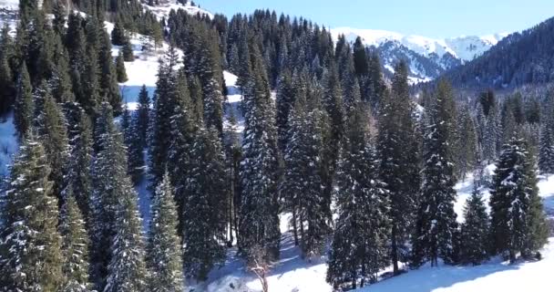 Zimní les vysoko v horách. — Stock video