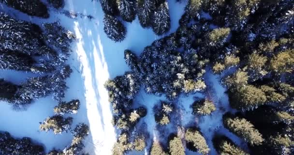 Zimní les vysoko v horách. — Stock video