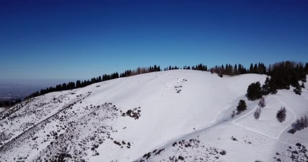 Bosque de invierno alto en las montañas. — Vídeo de stock