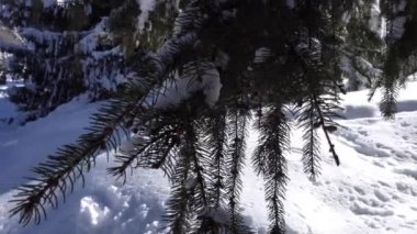 Dağlarda kış ormanı.