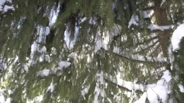 Dağlarda kış ormanı.