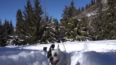 Ormandaki karda oynayan iki köpek..