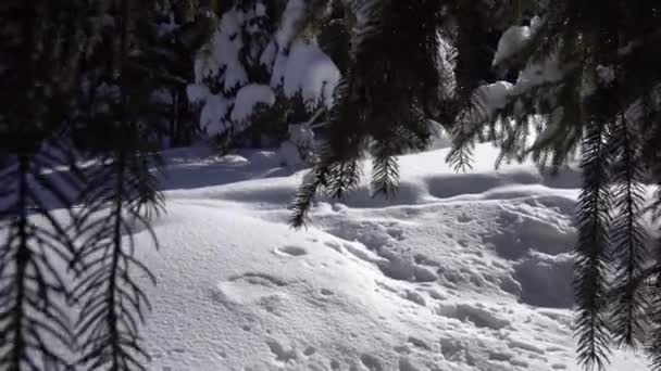 Floresta de inverno nas montanhas. — Vídeo de Stock