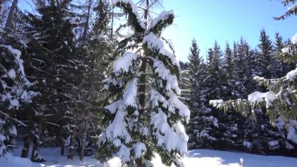 Floresta de inverno nas montanhas. — Vídeo de Stock