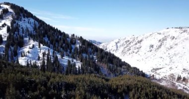 Dağların tepesindeki kış ormanı.