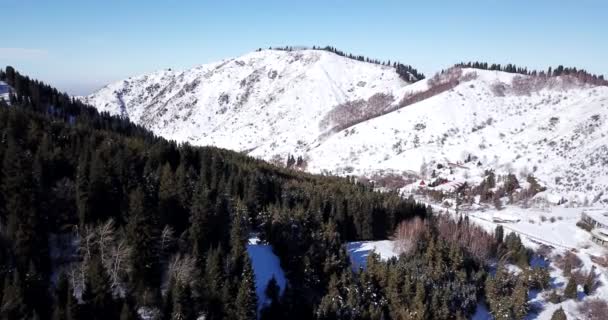 Forêt d'hiver en haute montagne. — Video