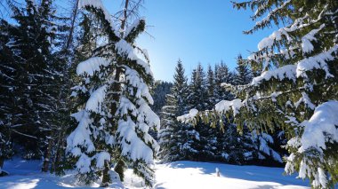 Dağlarda kış ormanı. Kar taneleri güneşte parıldıyor. Karla kaplı ağaç dalları. Ağaçların gölgesi karın üstüne düşer. Güneşin parlak ışınları. Dağlarda bir peri masalı.