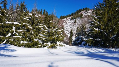 Dağlarda kış ormanı. Kar taneleri güneşte parıldıyor. Karla kaplı ağaç dalları. Ağaçların gölgesi karın üstüne düşer. Güneşin parlak ışınları. Dağlarda bir peri masalı.