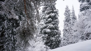 Beyaz tüylü kar ormana düşer. Şenlik havası. Kozalaklı ağaçlar karla kaplıdır. Karda dallar. Büyük sürükleniyor. Tien Shan dağlarında kış masalı, Kazakistan, Almaty