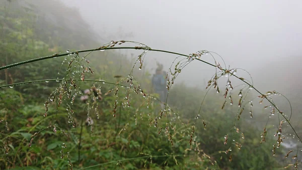 Rocía Gotas Hierba Verde Niebla Distancia Los Turistas Caminan Largo —  Fotos de Stock