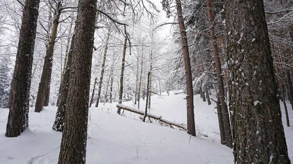 숲에는 솜털같은 내린다 기분이 침엽수는 눈으로 나뭇가지들 여기저기떠돌아다니면서요 카자흐스탄 알마티의 — 스톡 사진