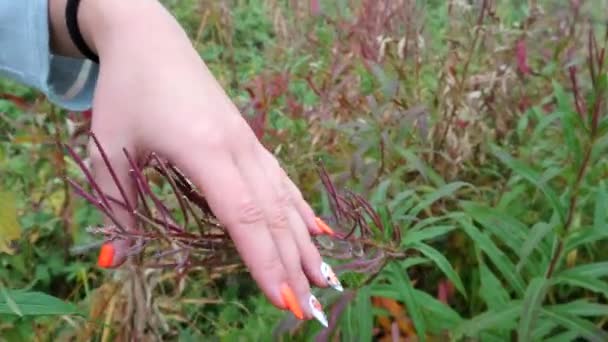 Egy női kéz simogatja a zöld füvet.. — Stock videók