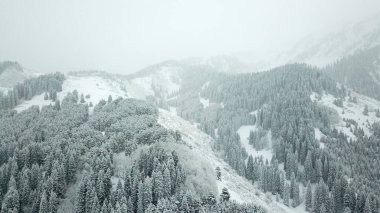 Kış ormanı taze karla kaplıdır. Dağlar ve tepeler tamamen beyaz. Kar yağıyor, gökyüzü gri, her şey sisli. Karda kocaman köknar ağaçları. Bir İHA 'dan hava görüntüsü.