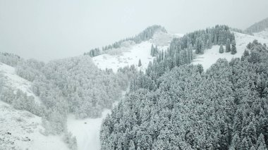 Kış ormanı taze karla kaplıdır. Dağlar ve tepeler tamamen beyaz. Kar yağıyor, gökyüzü gri, her şey sisli. Karda kocaman köknar ağaçları. Bir İHA 'dan hava görüntüsü.